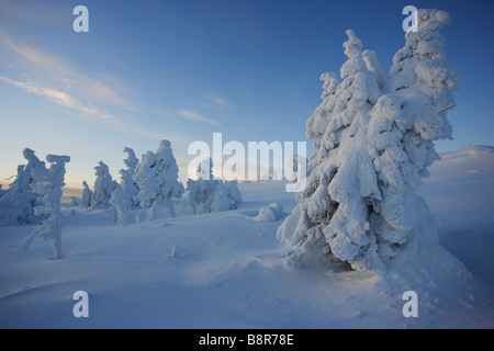Arbres couverts de neige sur la montagne Brocken Banque D'Images