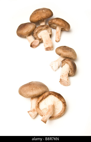 Champignons Shiitake isolated on a white background studio Banque D'Images