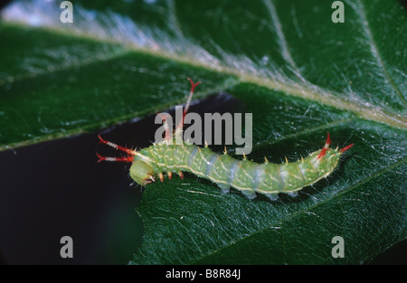 Aglia tau tau (empereur), Caterpillar sur une feuille Banque D'Images