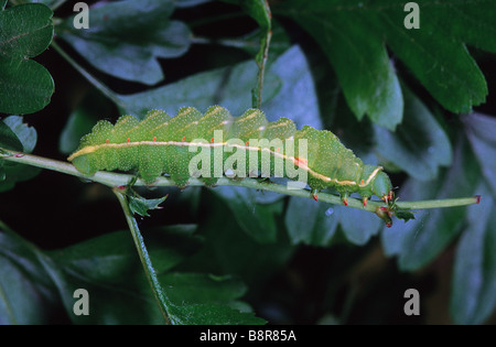 Aglia tau tau (empereur), Caterpillar sur une branche d'une aubépine Banque D'Images