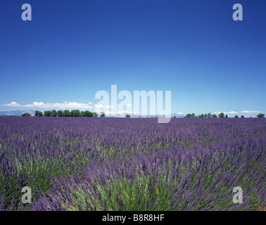 La lavande (Lavandula angustifolia), champs de lavande, France, Provence Banque D'Images