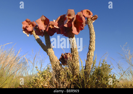 Le cactus hoodia (Hoodia gordonii), la floraison, la Namibie Banque D'Images