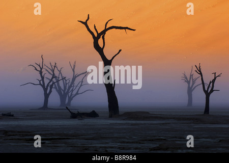 Arbres morts dans le Deadvlei, Namibie Banque D'Images