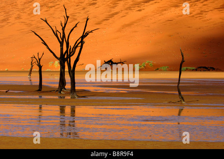 Arbres morts dans le Deadvlei, Namibie Banque D'Images