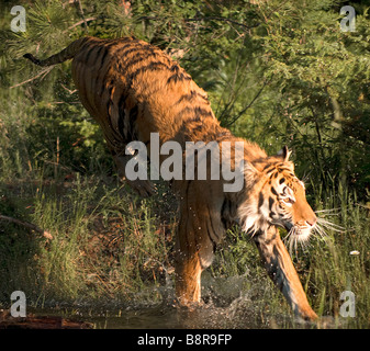 Elles sautaient tigre de Sibérie dans l'eau d'un étang peu profond Banque D'Images