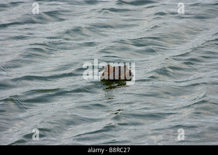 Grèbe CASTAGNEUX TACHYBAPTUS RUFICOLLIS Banque D'Images