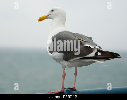 Mouette à la recherche sur l'océan Banque D'Images