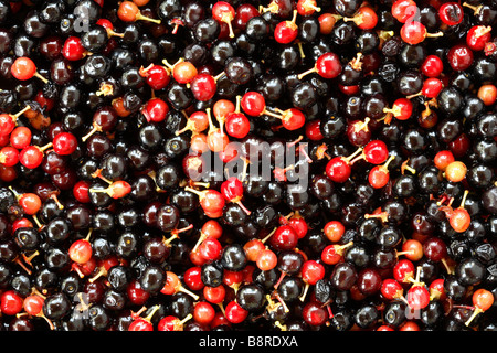 Close up sur la masse des petits fruits rouges et noirs de cerise noire Banque D'Images