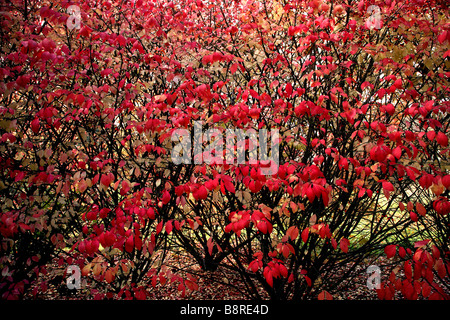 Gros plan sur les feuilles rouge et jaune rouge feuilles sur tiges noir avec bush derrière dans le groupe d'arbustes. Banque D'Images