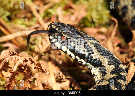 Vipère Vipera berus mâle avec détection de Teesdale Langue County Durham Banque D'Images