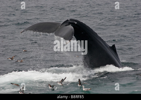 Humpback Whale fluke, giflant la queue sur la surface, lobtailing, side view Banque D'Images