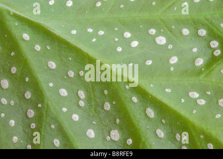 Close up décrivant la texture de feuille verte à pois blancs Banque D'Images