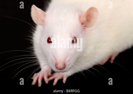 Close-up of rat blanc de laboratoire Banque D'Images