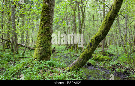 Printemps peuplement feuillu de la forêt de Bialowieza Réserve Paysage avec deux vieux arbres en premier plan Banque D'Images