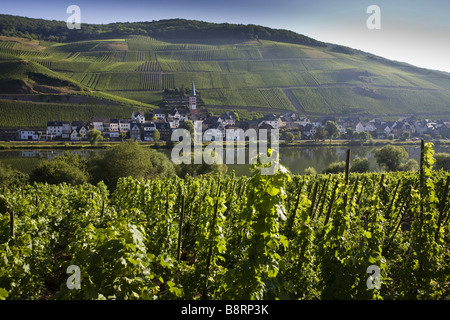 Vignoble de la Moselle près de Zell-Merl (Mosel), Allemagne, Rhénanie-Palatinat, Moselle, Zell-Merl Banque D'Images