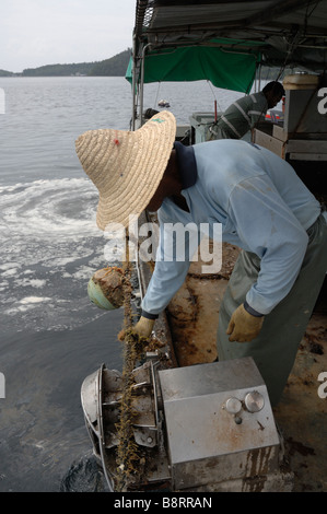 Le nettoyage mécanique de la croissance à partir de la marine sur le bateau de ferme perlière japonaise Darvel Bay mer de Sulu Malaisie Sout East Asia Banque D'Images