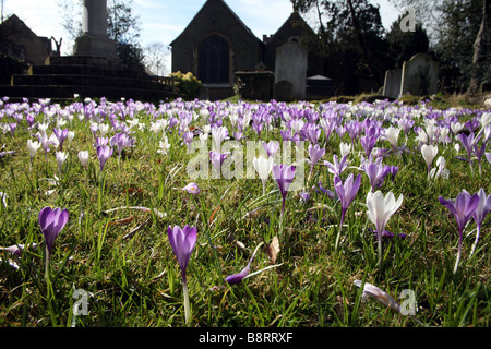 Crocus floraison dans le cimetière de St Mary avec l'église St Alban Teddington Banque D'Images