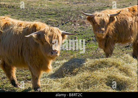 Highlander écossais le pâturage du bétail sur le foin dans un pâturage Banque D'Images