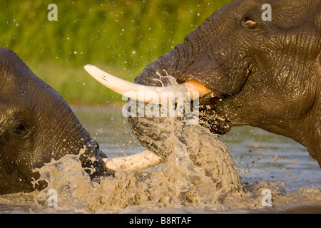 Afrique Botswana Chobe Bull Elephants Loxodonta africana en sparring extérieure à Savuti Marsh pendant la saison des pluies Banque D'Images