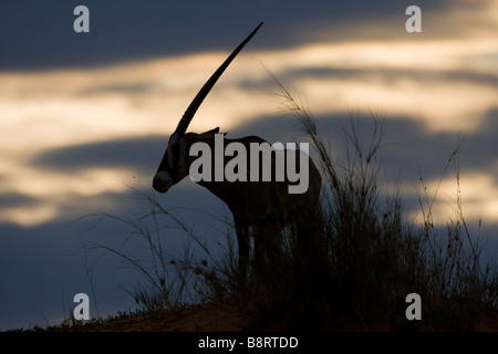 Afrique du Sud Parc transfrontalier de Kgalagadi Gemsbok Solitaire Oryx gazella silhouetté au sommet des dunes de sable Banque D'Images