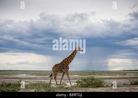 Afrique Namibie Etosha Girafe Giraffa camelopardalis balade le long du bord d'Etosha avec douche de pluie Banque D'Images