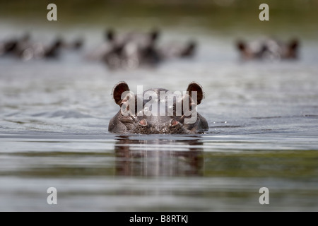 L'eau l'Afrique Namibie Hippopotame Hippopotamus amphibius flottant dans la rivière Kwando pendant la saison des pluies Banque D'Images