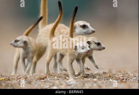 La Namibie Afrique Keetmanshoop petits suricates Suricata suricatta marcher avec des profils à l'extérieur de s'enfouir dans le désert de Namib Banque D'Images