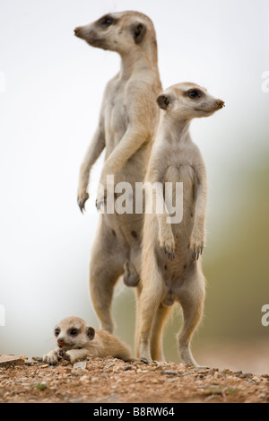 La Namibie Afrique Keetmanshoop Meerkat adultes se recroqueville avec petits suricatta Suricate tout en vous reposant à l'extérieur de s'enfouir dans le désert de Namib Banque D'Images