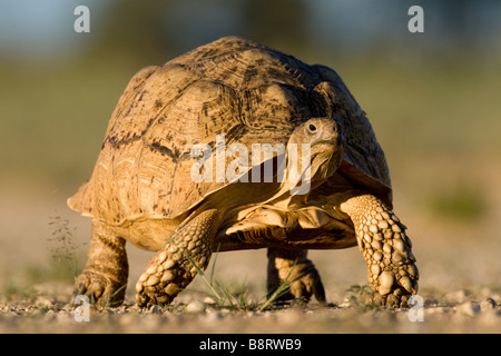 L'Afrique du Kgalagadi Transfrontier Park Leopard Tortoise Geochelone pardalis la marche dans le désert du Kalahari, au coucher du soleil Banque D'Images