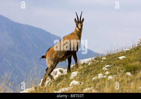 Chamois des Abruzzes, Abruzzes chamois (Rupicapra rupicapra ornata), personne dans l'habitat, de l'Italie, Parc National des Abruzzes Banque D'Images