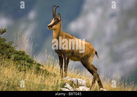 Chamois des Abruzzes, Abruzzes chamois (Rupicapra rupicapra ornata), personne dans l'habitat, de l'Italie, Parc National des Abruzzes Banque D'Images