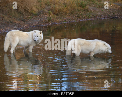 Loup arctique, toundra wolf (Canis lupus albus), deux personnes dans un ruisseau Banque D'Images