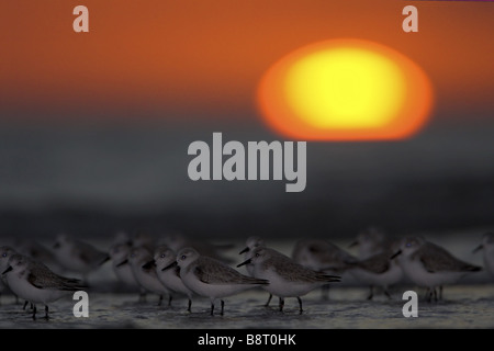 Bécasseau sanderling (Calidris alba), troupeau, à la plage en face du coucher de soleil, USA, Floride Banque D'Images