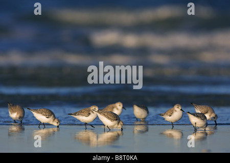 Bécasseau sanderling (Calidris alba), l'alimentation du troupeau à la mer, USA, Floride Banque D'Images