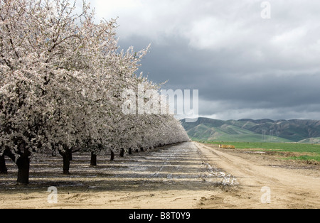 Verger d'amandiers en fleur l'hiver de la vallée de San Joaquin CA Banque D'Images