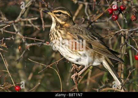 Redwing (Turdus iliacus), assis dans un arbuste, Pays-Bas, Texel Banque D'Images