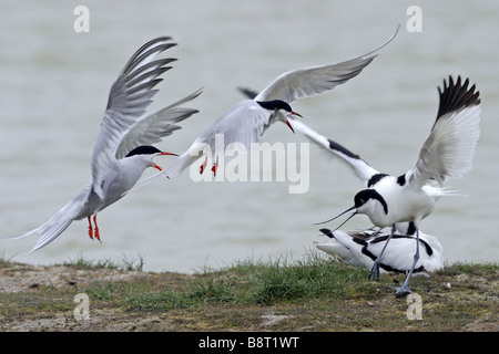 Avocette élégante (Recurvirostra avosetta), menacent de la sterne arctique, Texel, Pays-Bas Banque D'Images