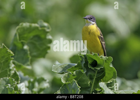 Bergeronnette printanière-cendré, la bergeronnette printanière (Motacilla flava cinereocapilla), assis sur le chou, Italie, Pouilles, Pulia Banque D'Images