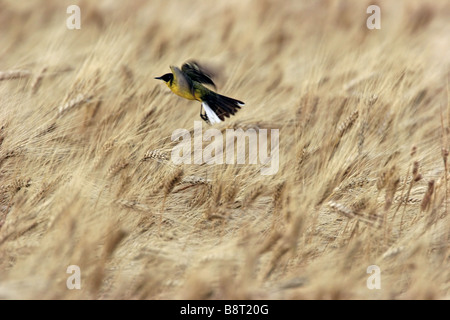 Bergeronnette printanière-cendré, la bergeronnette printanière (Motacilla flava cinereocapilla), volant au-dessus de champ de céréales, de l'Italie, Pouilles, Pulia Banque D'Images