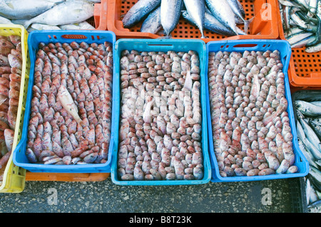 Marché de poissons à Tripoli, Libye, Tripoli Banque D'Images