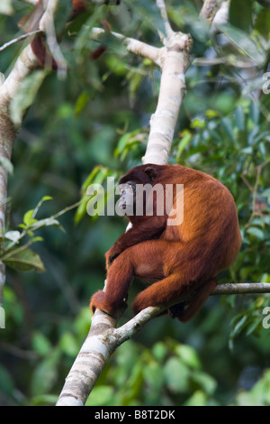 Singe hurleur (Alouatta rouge alonnatta) assis dans un arbre Banque D'Images