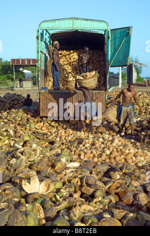 Chargement des travailleurs sur un camion de coco après le shell a été retiré de la Tanzanie de Pangani Banque D'Images