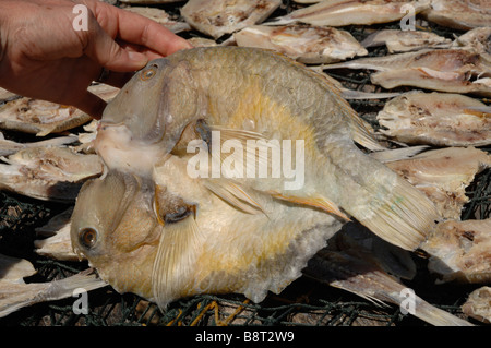 Main tenant un poisson perroquet séchant au soleil Pulau Maiga Semporna mer de Sulu Malaisie Sout East Asia Banque D'Images