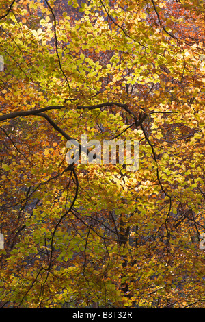 Beech tree branches avec des feuilles d'automne et le rétroéclairage de couleur Banque D'Images