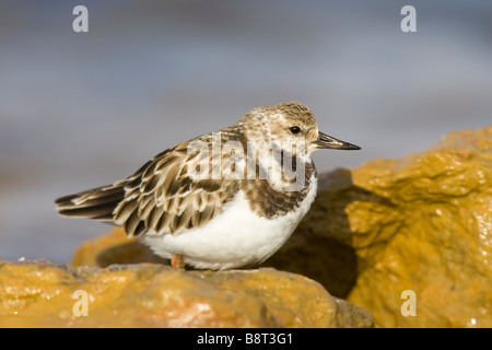 Tournepierre à collier (Arenaria interpres) en plumage d'hiver assis sur des rochers Banque D'Images