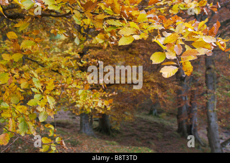 Beech tree branches avec des feuilles d'automne colorées et d'arbres au-delà Banque D'Images