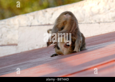 2 Macaques de Barbarie roulant autour jouer combats le belvédère touristique sur le rocher de Gibraltar Banque D'Images