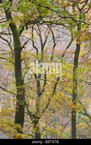 Beech tree branches avec des feuilles d'automne couleur Banque D'Images