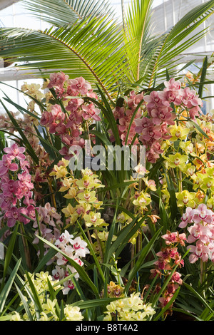 Festival d'orchidées au Jardin botanique royal de Kew Richmond Surrey GO UK 2009 Banque D'Images