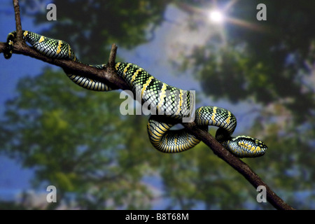 Wagler's Pit Viper, Viper's palm Wagler (Trimeresurus wagleri Tropidolaemus wagleri,), sur une branche, la Malaisie Banque D'Images